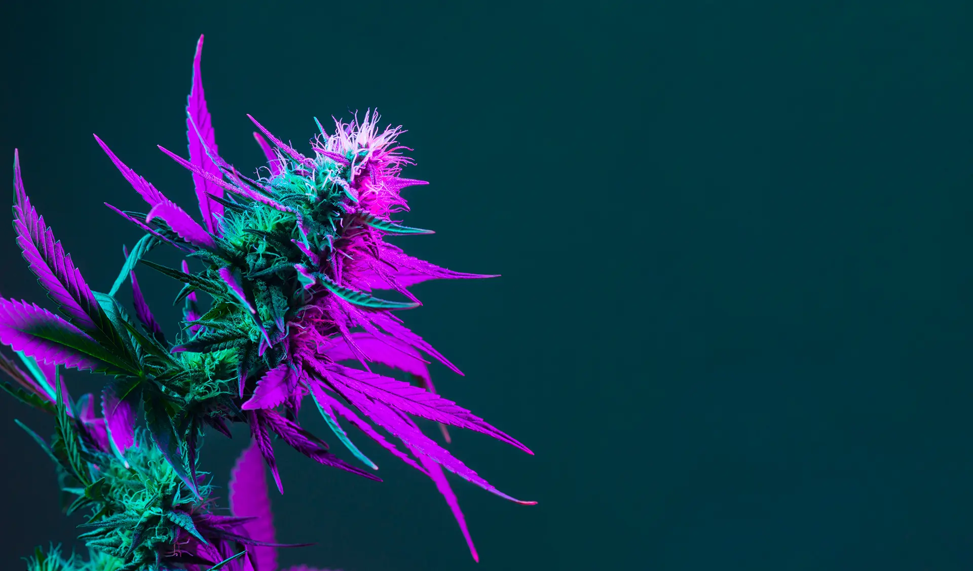 denver-green-valley-dispensary